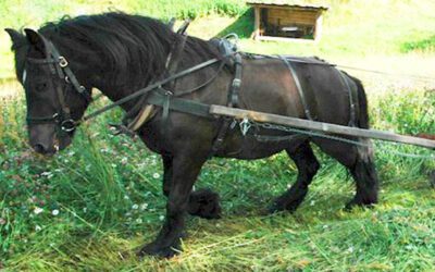 Hadde hesten  falle utfor, ville han hoppa etter