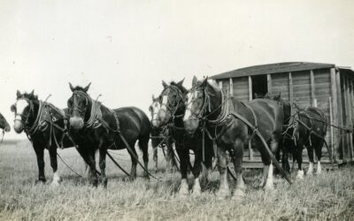 De reiste frå vonløysa og skamma