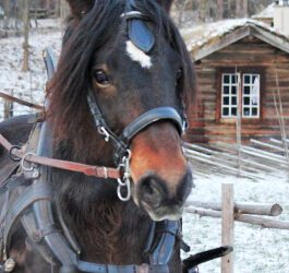 Frøningen som fekk seg skuss med ein tuss
