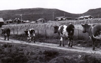 Skråtobakk mot hoggorm