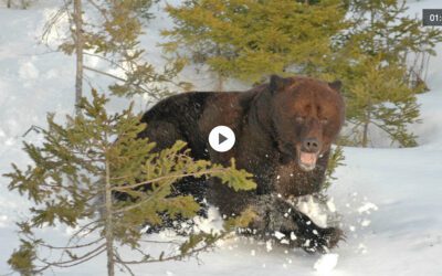 Tre bjørner drept i Skåbu