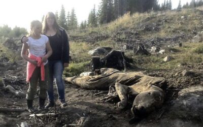 Da bjørnen slo kyr i Børkdalen