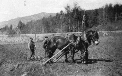 Møkkakjøring og mykje anna