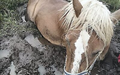 Døden tapte kampen i myrholet