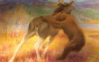 Bjørnen drog elgen på land for han