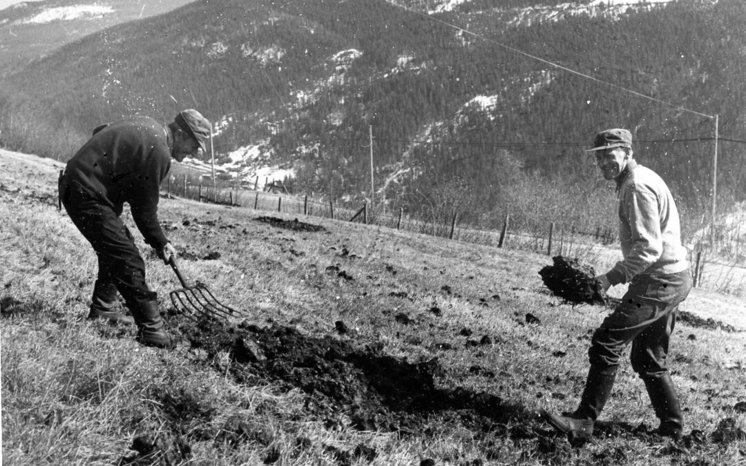 Møkkbreiarar i Kvikne